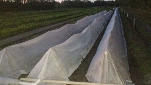 Covering Lettuce, Cold