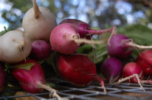 Easter Egg Radish