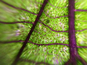 Microscope Study Shiso