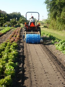 Roberto on Kubota doing rows ii